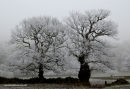 frosted trees